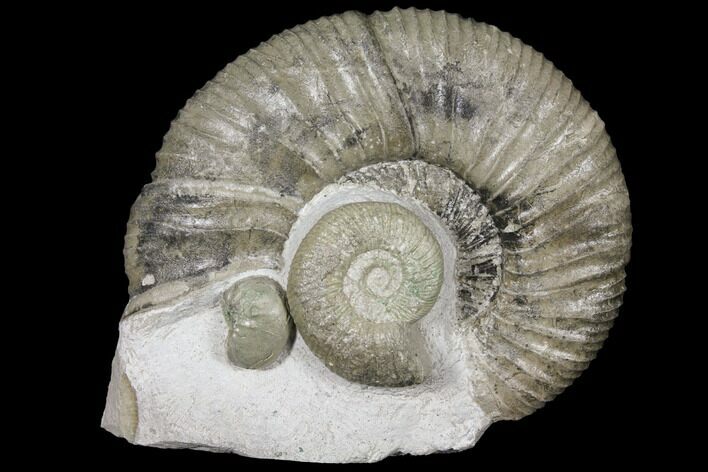 Ammonite (Orthosphinctes & Sutneria) Fossils - Germany #125892